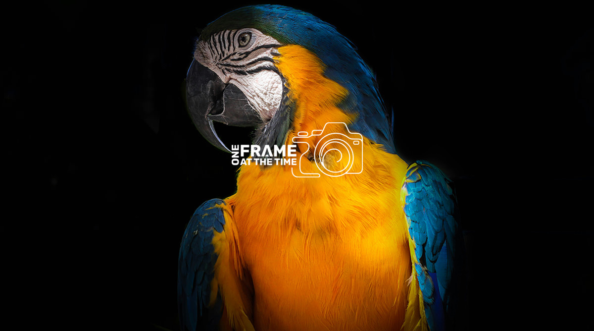 info-PHOTO-CHALLENGE-app-photo6