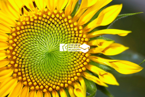 Photojournalism Academy Online by Camerapixo Press